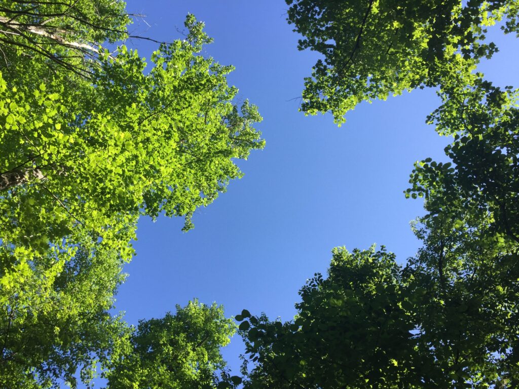 A private photo of a clear blue sky seen through an opening in a canopy tree branches laden with of vivid green leaves.