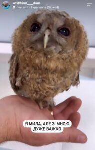 Svetlana gently holds a rescued owl at her animal shelter in Vinnytsia, Ukraine, demonstrating that her care extends beyond dogs and cats.