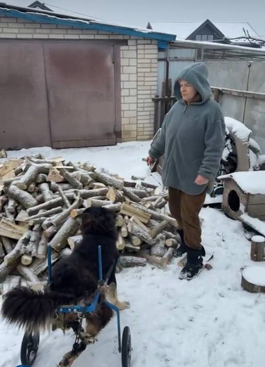 A rescued dog with injured hind legs moves through the snow using a wheeled mobility cart at Gift a New Life Animal Shelter in Vinnytsia, Ukraine.